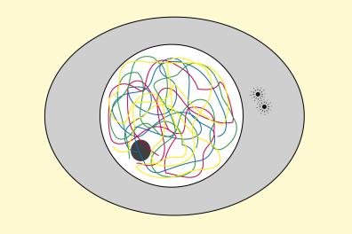 Mitose animale - Cellule-mère (Interphase) - infographie
